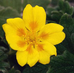 Potentilla megalantha